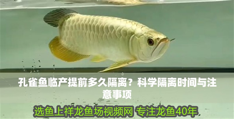 孔雀魚(yú)臨產(chǎn)提前多久隔離？科學(xué)隔離時(shí)間與注意事項(xiàng)