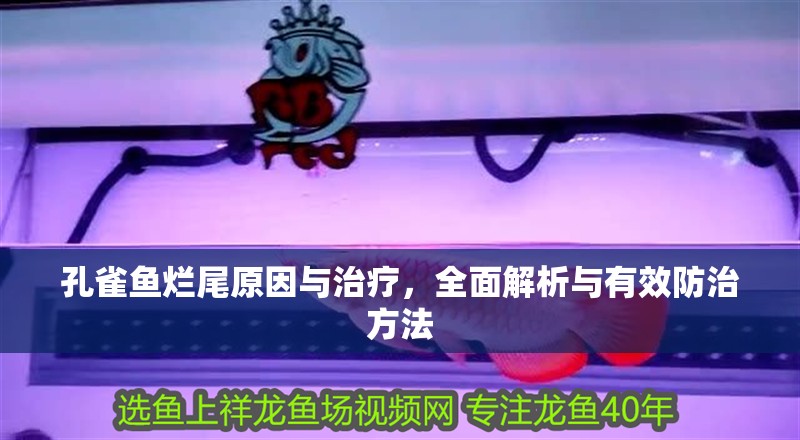 孔雀魚爛尾原因與治療，全面解析與有效防治方法