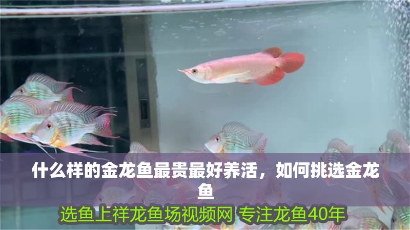 什么樣的金龍魚最貴最好養(yǎng)活，如何挑選金龍魚
