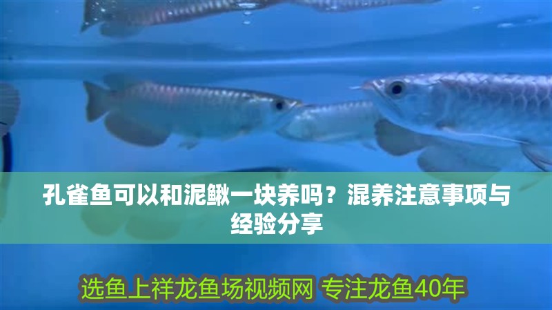 孔雀魚可以和泥鰍一塊養嗎？混養注意事項與經驗分享 孔雀魚可以和泥鰍一塊養嗎？混養注意事項與經驗分享 龍魚百科 第1張