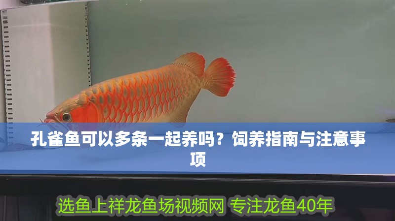 孔雀魚可以多條一起養嗎？飼養指南與注意事項