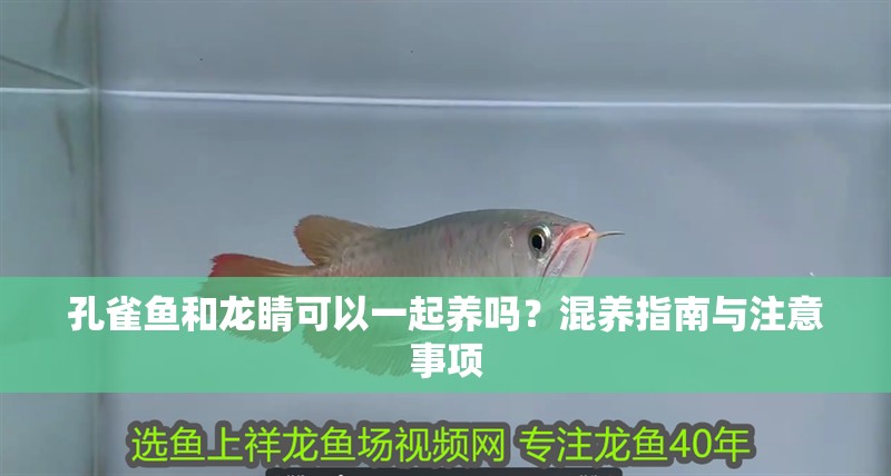 孔雀魚和龍睛可以一起養嗎？混養指南與注意事項