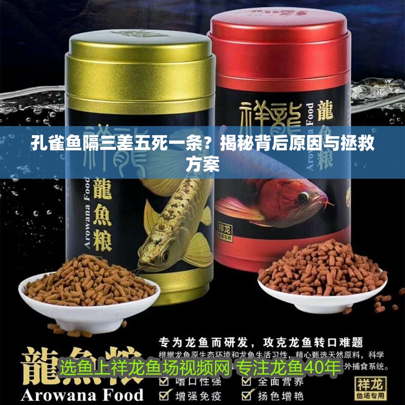 孔雀魚隔三差五死一條？揭秘背后原因與拯救方案