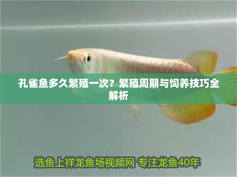 孔雀魚多久繁殖一次？繁殖周期與飼養技巧全解析