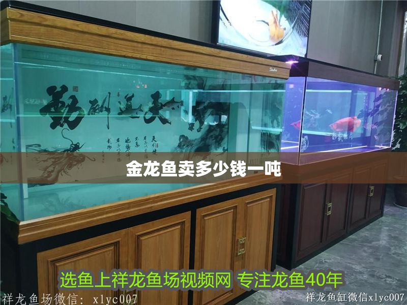 金龍魚賣多少錢一噸