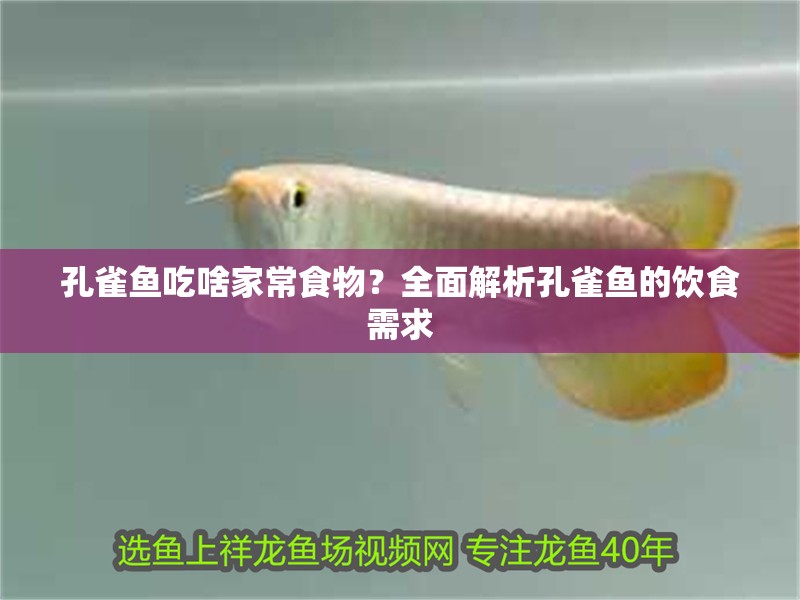 孔雀魚吃啥家常食物？全面解析孔雀魚的飲食需求