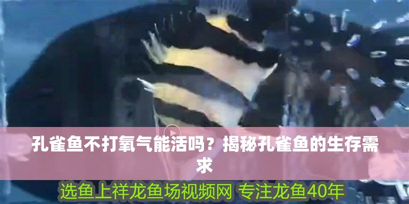孔雀魚不打氧氣能活嗎？揭秘孔雀魚的生存需求