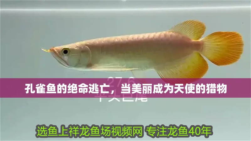 孔雀魚的絕命逃亡，當美麗成為天使的獵物