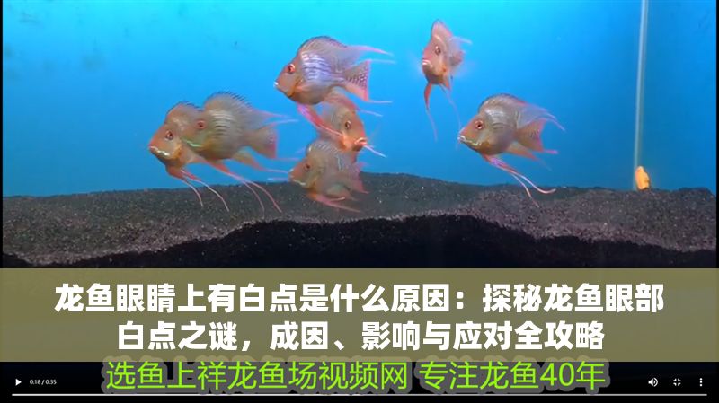 龍魚眼睛上有白點是什么原因：探秘龍魚眼部白點之謎，成因、影響與應對全攻略
