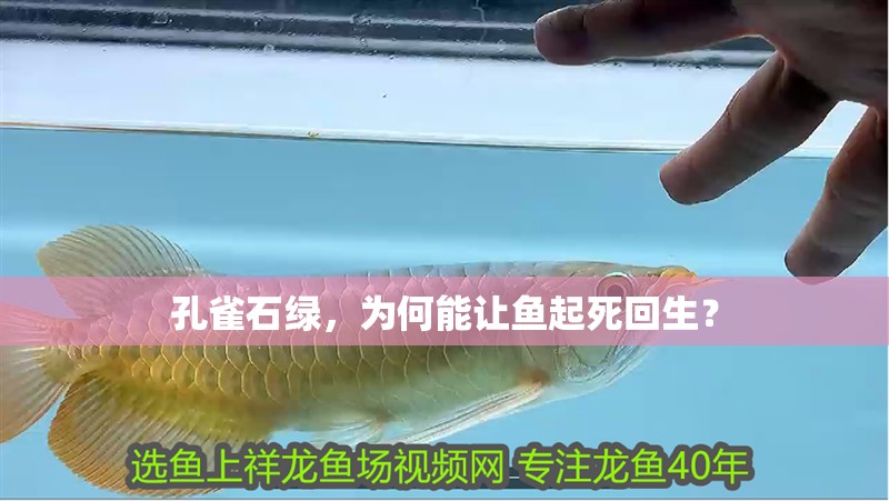 孔雀石綠，為何能讓魚起死回生？