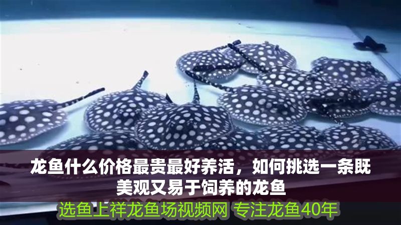 龍魚什么價格最貴最好養活，如何挑選一條既美觀又易于飼養的龍魚