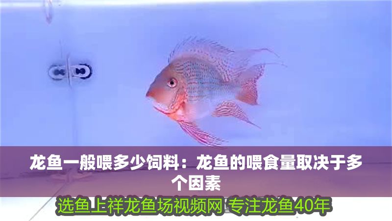龍魚一般喂多少飼料：龍魚的喂食量取決于多個因素