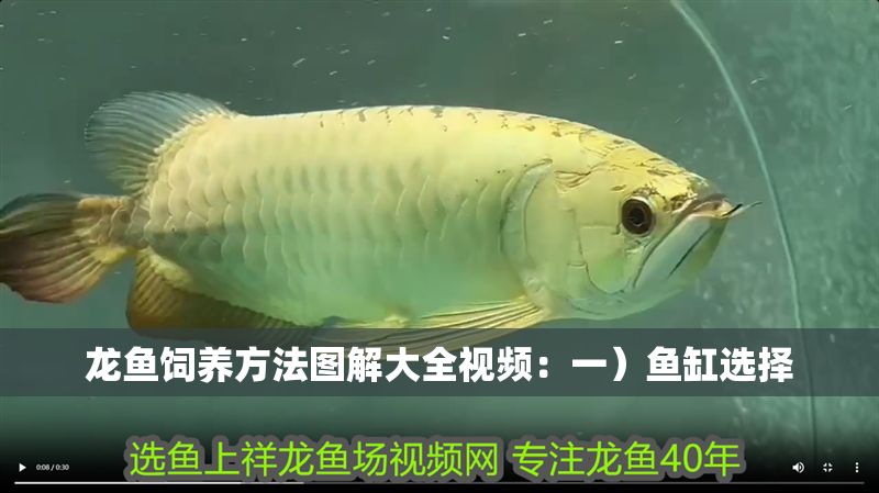 龍魚飼養方法圖解大全視頻：一）魚缸選擇
