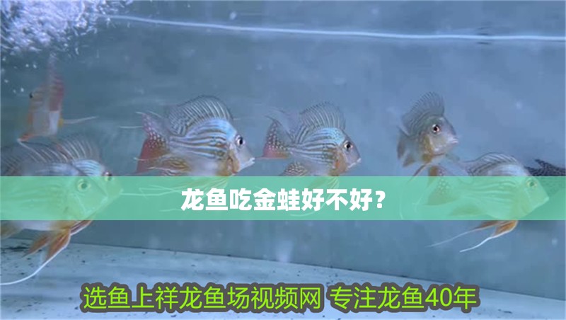 龍魚吃金蛙好不好？