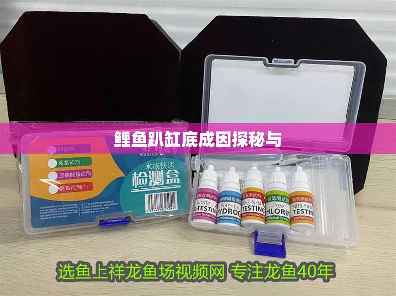 鯉魚趴缸底成因探秘與