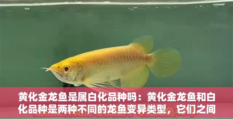 黃化金龍魚是屬白化品種嗎：黃化金龍魚和白化品種是兩種不同的龍魚變異類型，它們之間存在差異