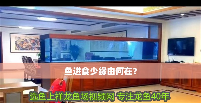 魚進食少緣由何在? 龍魚百科 第1張 魚進食少緣由何在? 魚進食少緣由何在? 龍魚百科 第1張