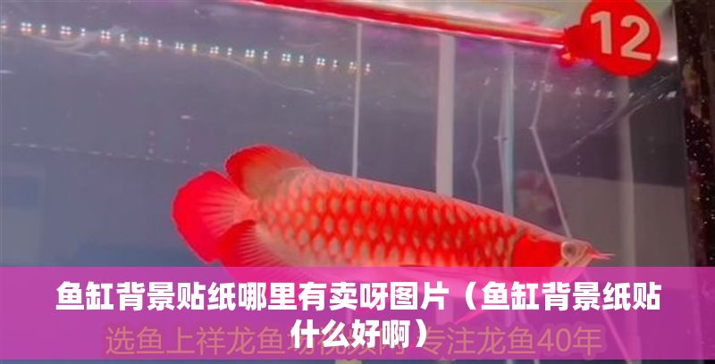魚缸背景貼紙哪里有賣呀圖片（魚缸背景紙貼什么好啊）