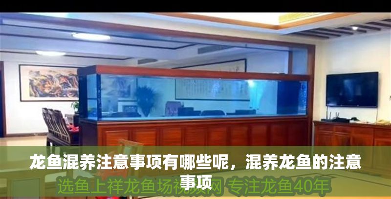 龍魚混養注意事項有哪些呢，混養龍魚的注意事項