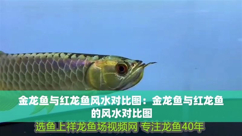 金龍魚(yú)與紅龍魚(yú)風(fēng)水對(duì)比圖：金龍魚(yú)與紅龍魚(yú)的風(fēng)水對(duì)比圖