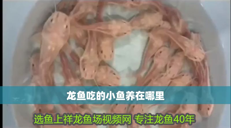 龍魚吃的小魚養(yǎng)在哪里