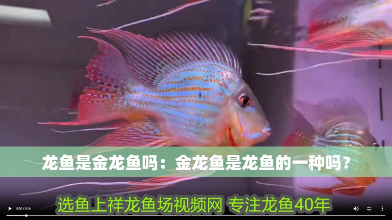 龍魚是金龍魚嗎：金龍魚是龍魚的一種嗎？