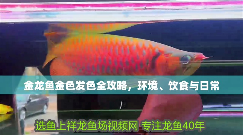 金龍魚金色發(fā)色全攻略，環(huán)境、飲食與日常