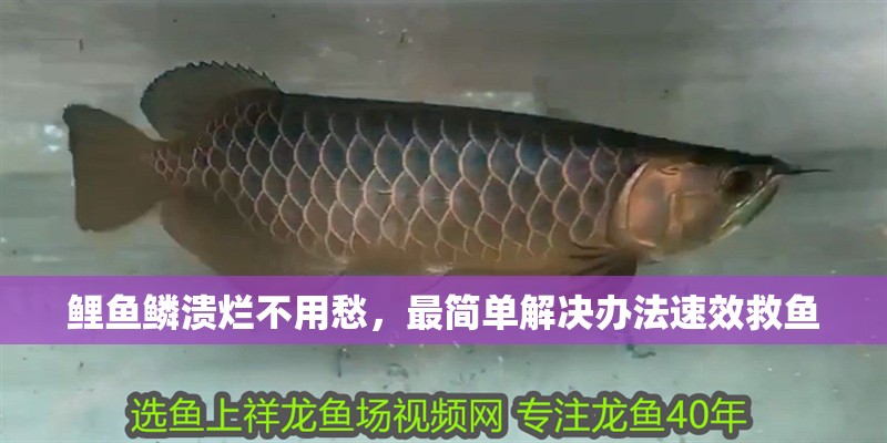 鯉魚鱗潰爛不用愁，最簡單解決辦法速效救魚