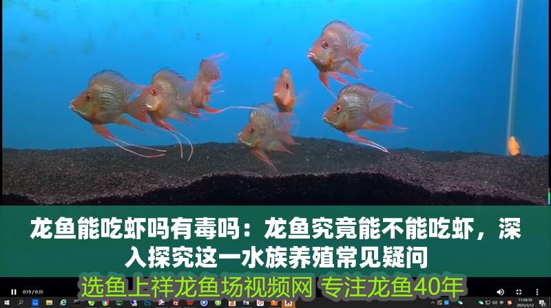 龍魚能吃蝦嗎有毒嗎：龍魚究竟能不能吃蝦，深入探究這一水族養殖常見疑問