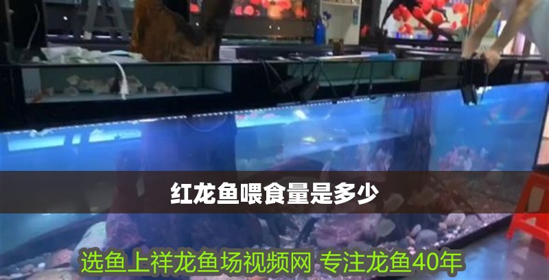 紅龍魚喂食量是多少