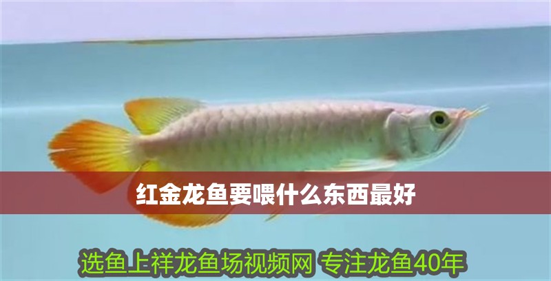紅金龍魚要喂什么東西最好