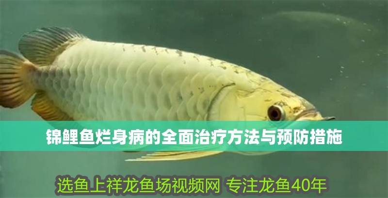 錦鯉魚(yú)爛身病的全面治療方法與預(yù)防措施