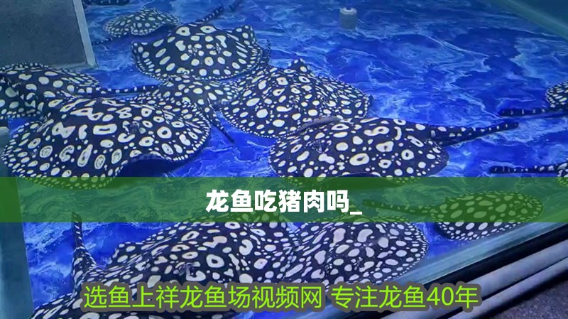 龍魚(yú)吃豬肉嗎_