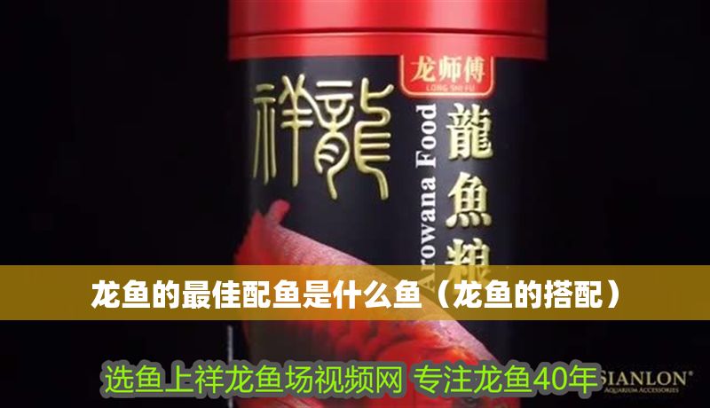 龍魚的最佳配魚是什么魚（龍魚的搭配）