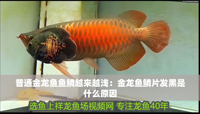普通金龍魚魚鱗越來越淺：金龍魚鱗片發(fā)黑是什么原因