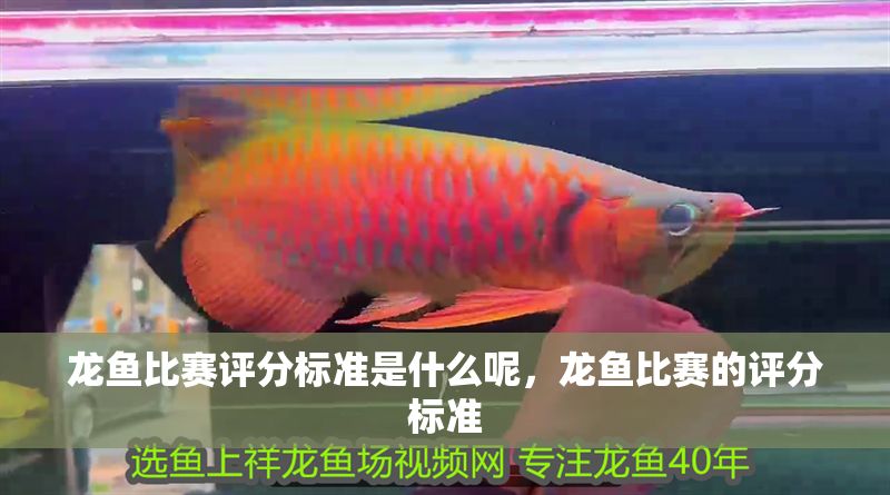 龍魚比賽評分標準是什么呢，龍魚比賽的評分標準
