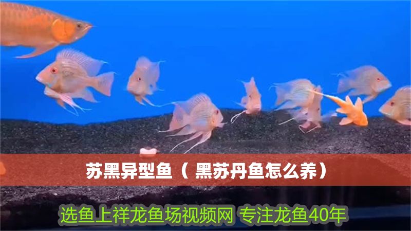 蘇黑異型魚（ 黑蘇丹魚怎么養）
