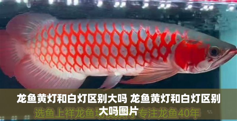 龍魚黃燈和白燈區別大嗎 龍魚黃燈和白燈區別大嗎圖片