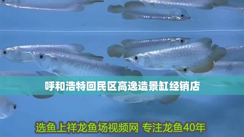 呼和浩特回民區高逸造景缸經銷店