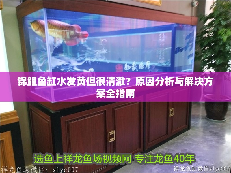 錦鯉魚缸水發黃但很清澈？原因分析與解決方案全指南 錦鯉魚缸水發黃但很清澈？原因分析與解決方案全指南 龍魚百科 第1張