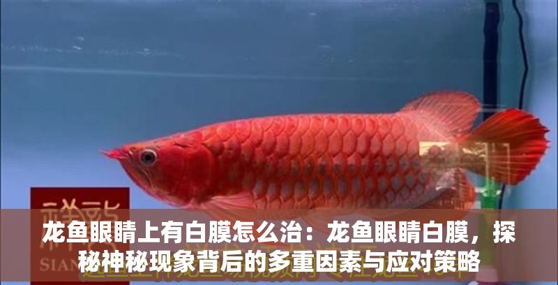 龍魚眼睛上有白膜怎么治：龍魚眼睛白膜，探秘神秘現象背后的多重因素與應對策略