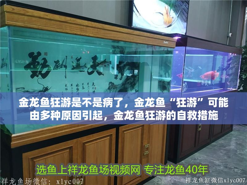 金龍魚狂游是不是病了，金龍魚“狂游”可能由多種原因引起，金龍魚狂游的自救措施