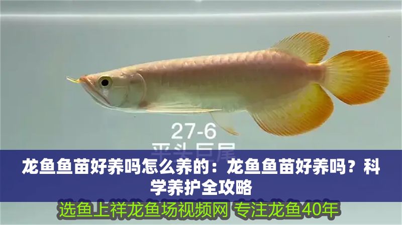 龍魚魚苗好養(yǎng)嗎怎么養(yǎng)的：龍魚魚苗好養(yǎng)嗎？科學養(yǎng)護全攻略