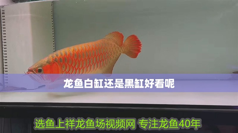 龍魚(yú)白缸還是黑缸好看呢