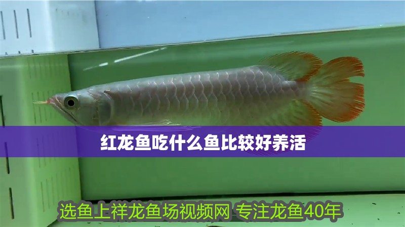 紅龍魚吃什么魚比較好養活