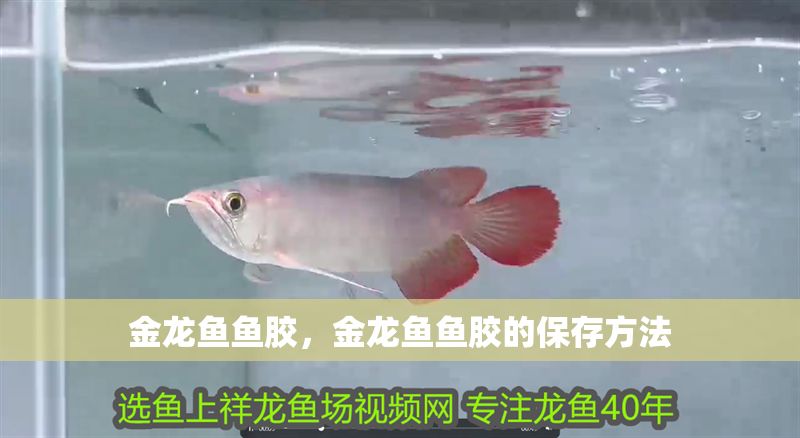 金龍魚魚膠，金龍魚魚膠的保存方法