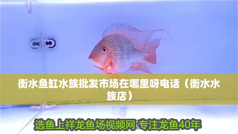 衡水魚缸水族批發市場在哪里呀電話（衡水水族店） 衡水魚缸水族批發市場在哪里呀電話（衡水水族店） 全國水族館企業名錄 第1張