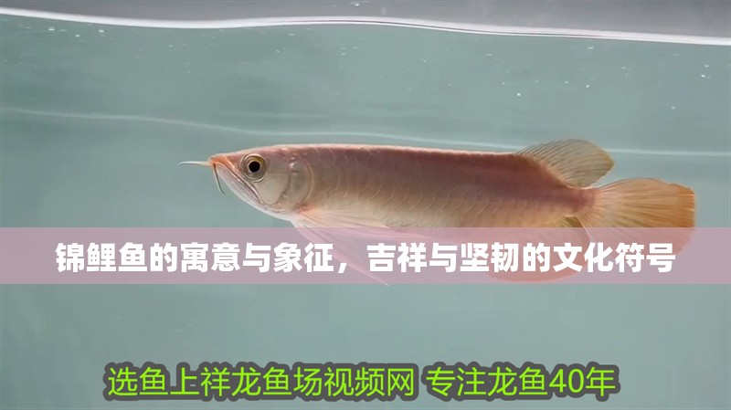 錦鯉魚的寓意與象征，吉祥與堅韌的文化符號