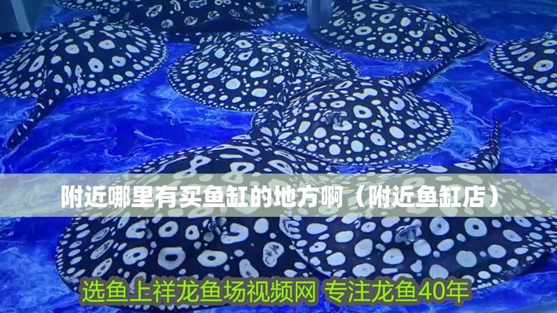 附近哪里有買魚缸的地方啊（附近魚缸店）