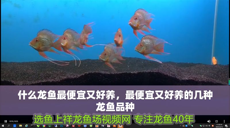 什么龍魚最便宜又好養(yǎng)，最便宜又好養(yǎng)的幾種龍魚品種